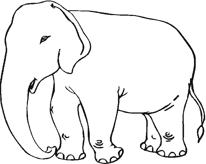 Elefante #3791