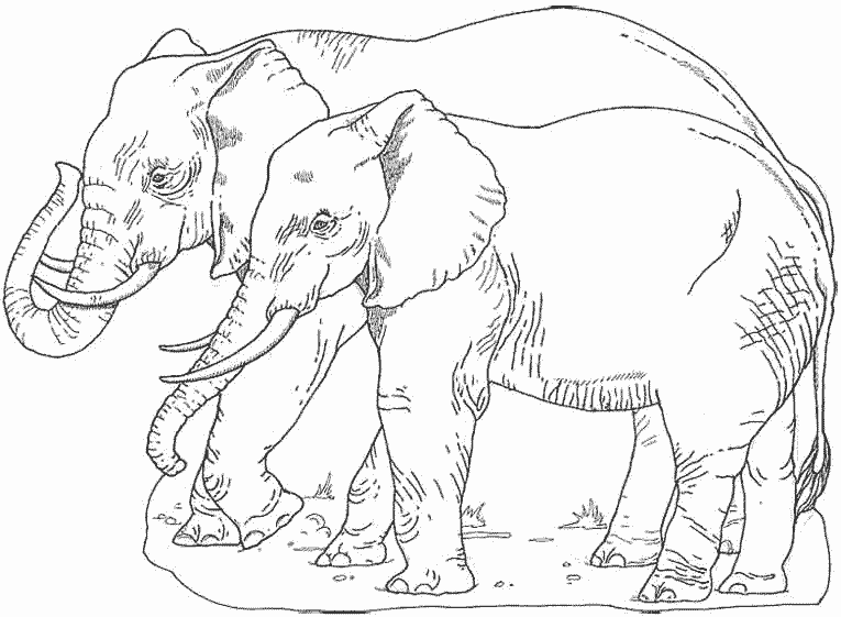Elefante #3798