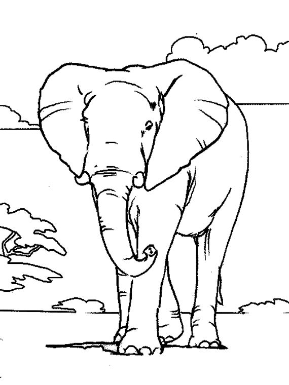 Elefante #3800