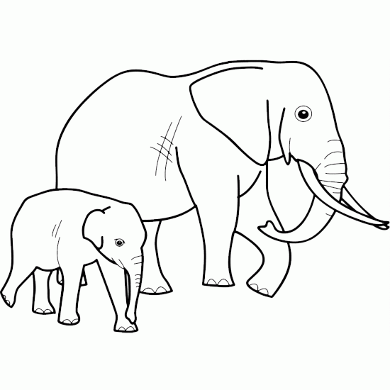 Elefante #3812