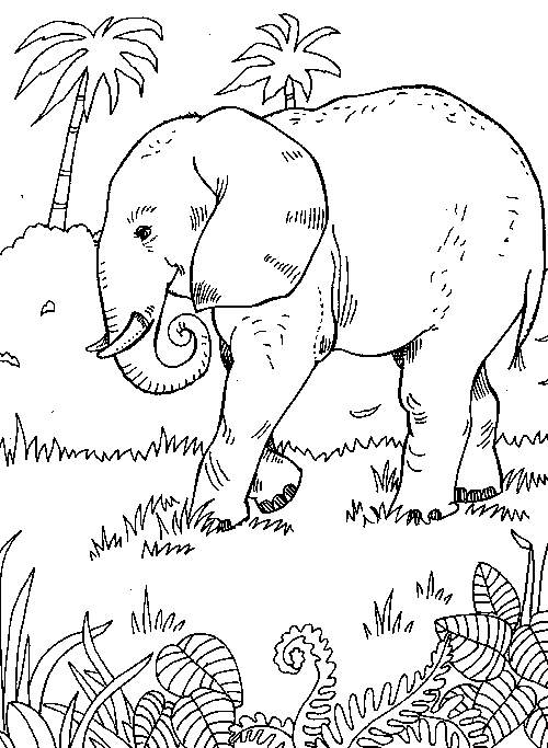 Elefante #3824