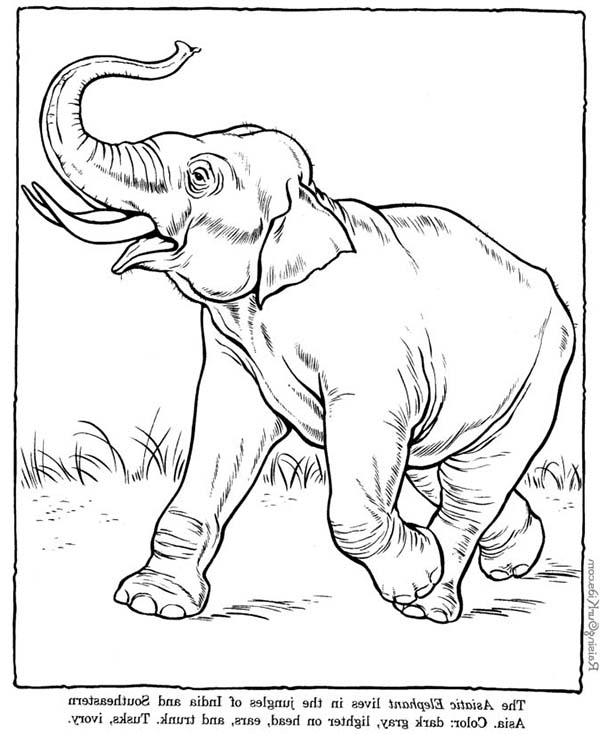 Elefante #3832