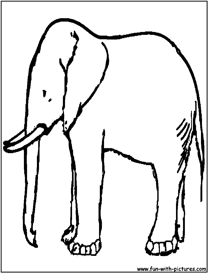 Elefante #3834