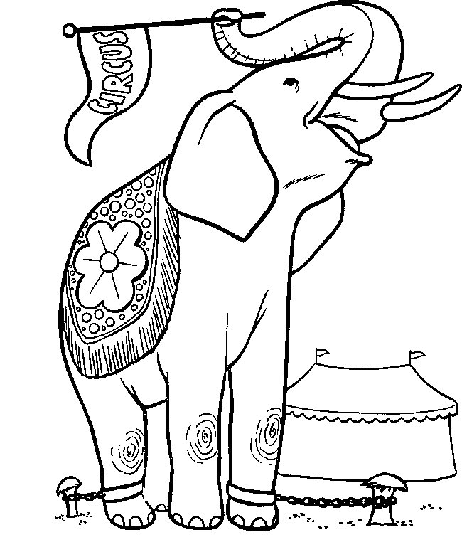 Elefante #3839