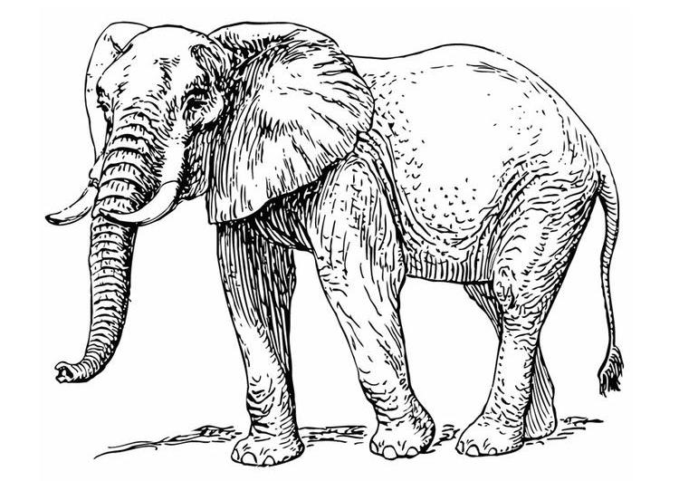 Elefante #3850