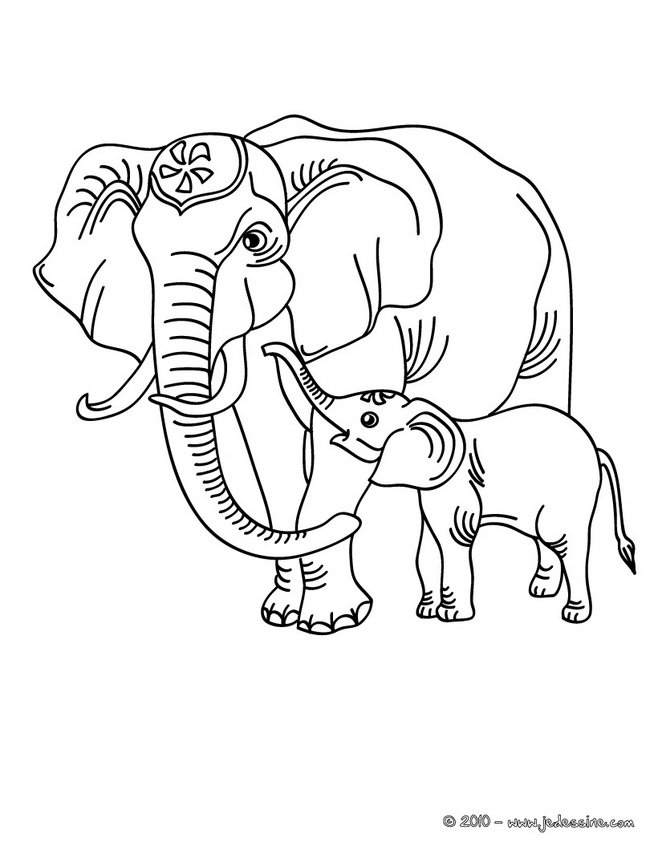Elefante #3855