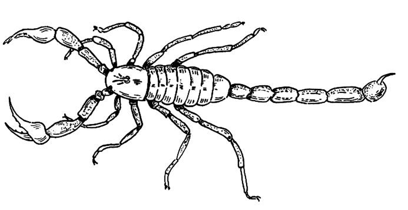 Escorpión #3942