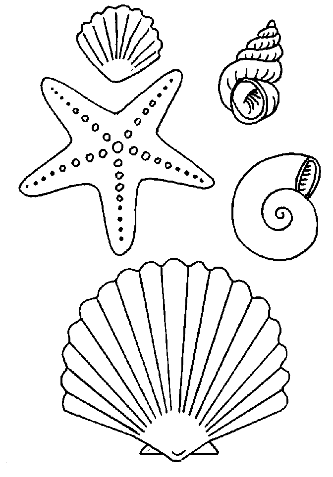 Estrella de mar #3973