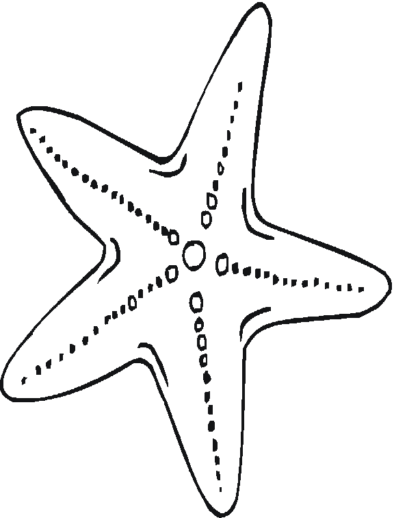 Estrella de mar #3978