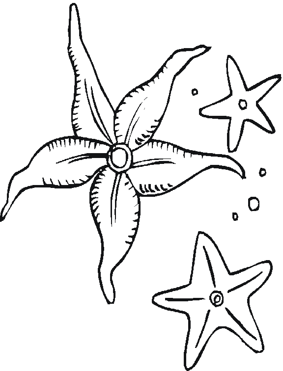 Estrella de mar #3981