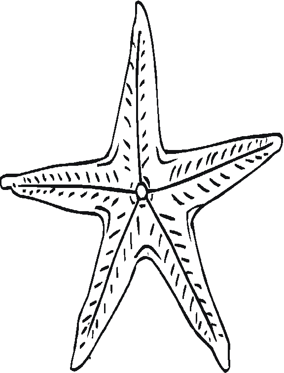 Estrella de mar #3988