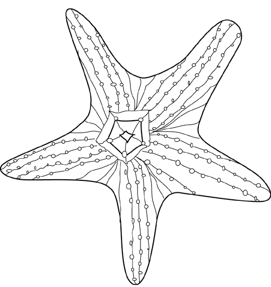Estrella de mar #3990