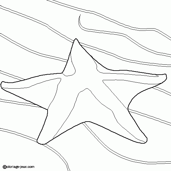 Estrella de mar #3991