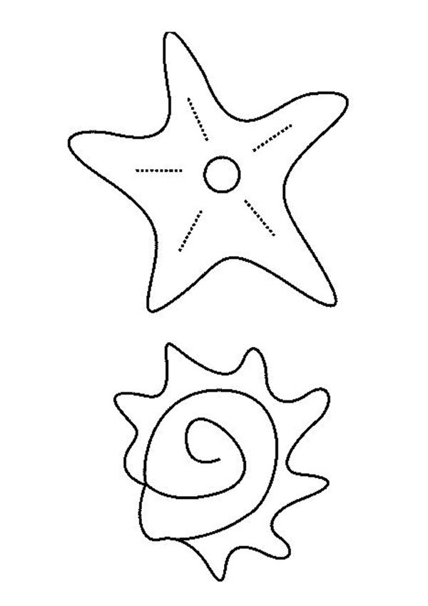 Estrella de mar #3993