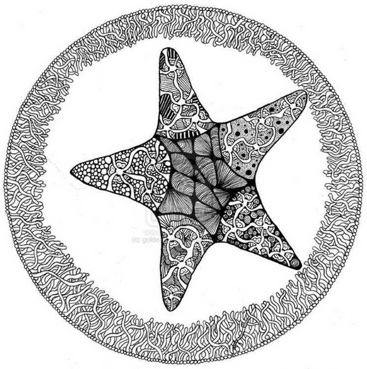 Estrella de mar #3994