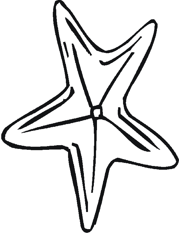 Estrella de mar #3996