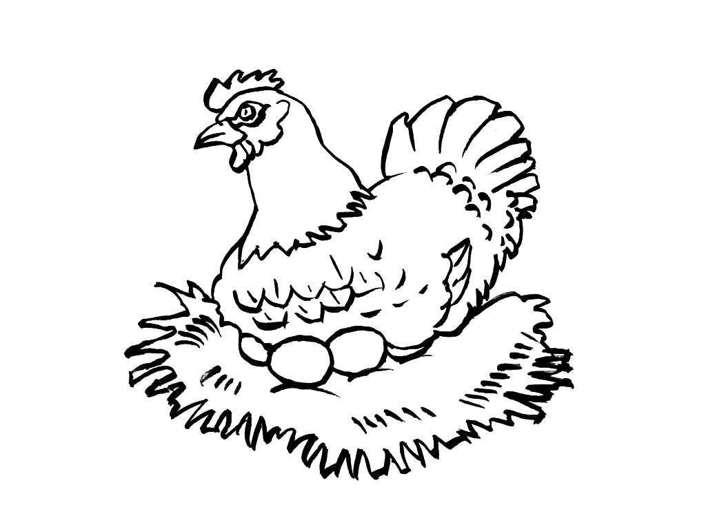 Gallina #4027