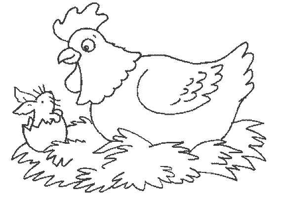 Gallina #4037