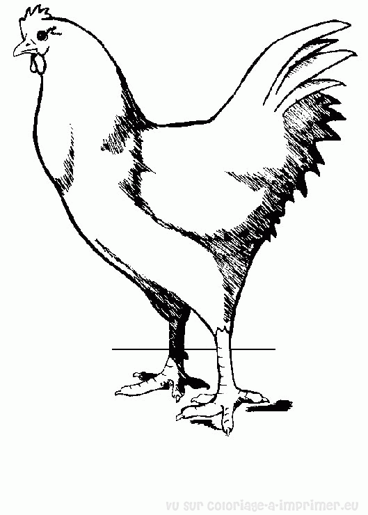 Gallina #4056