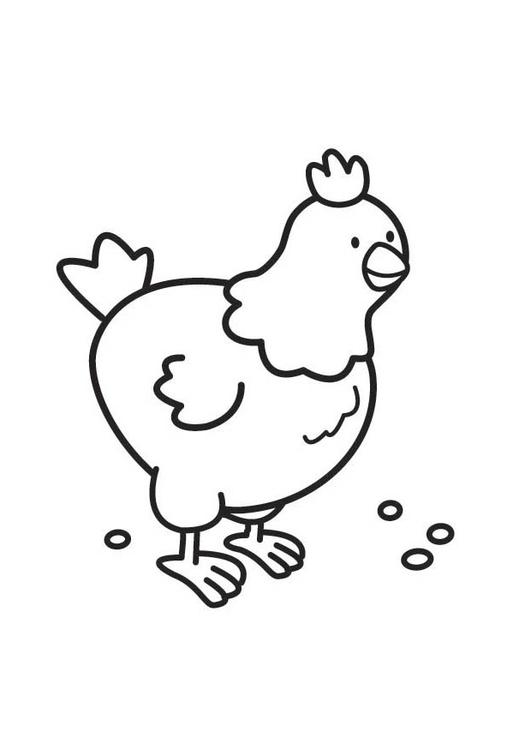 Gallina #4070
