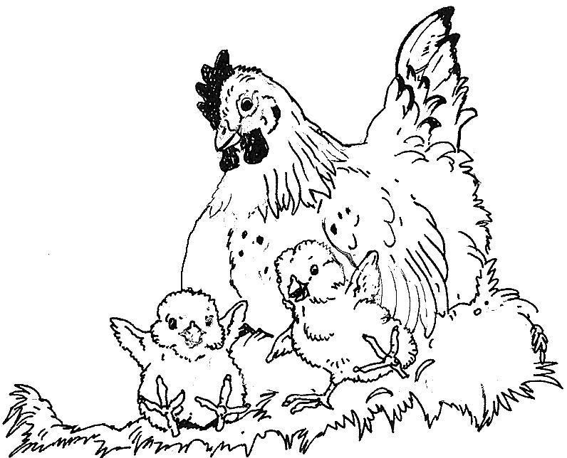 Gallina #4073