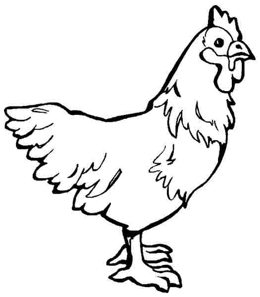 Gallina #4083
