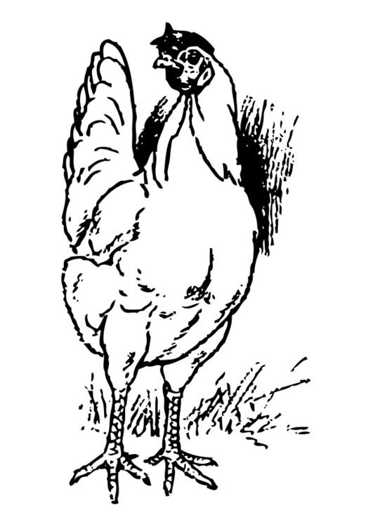 Gallina #4084