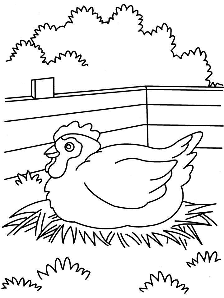 Gallina #4120