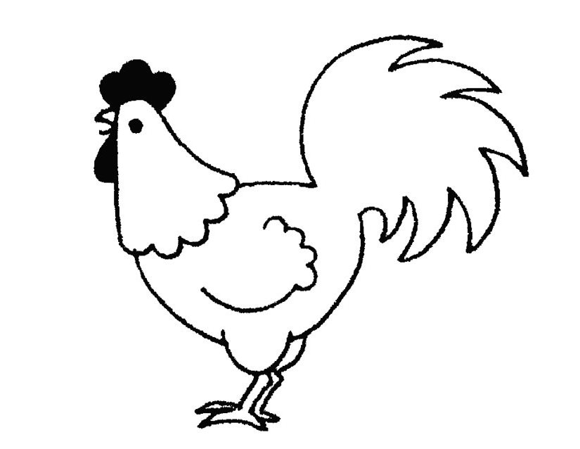 Gallo #4133