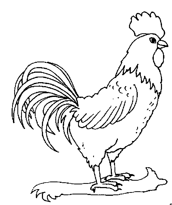 Gallo #4139