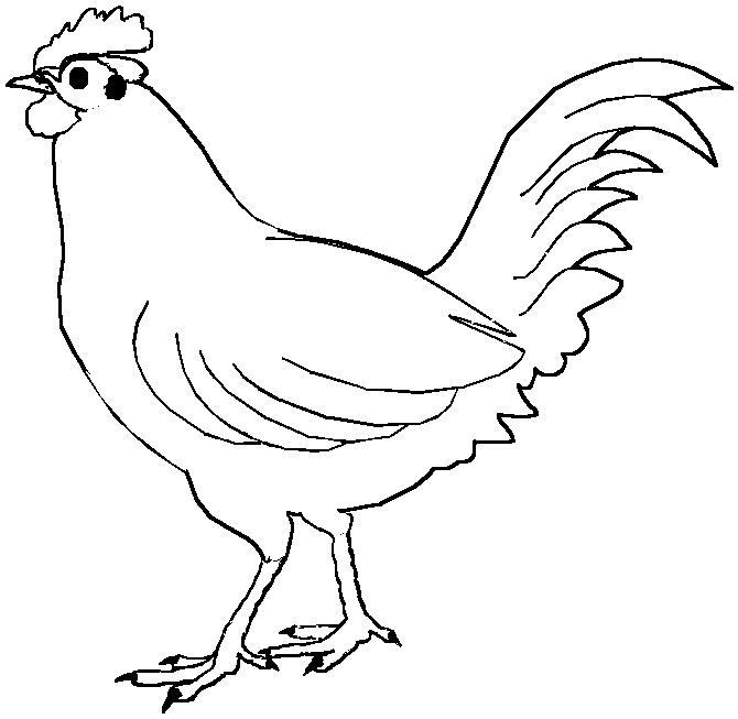 Gallo #4140