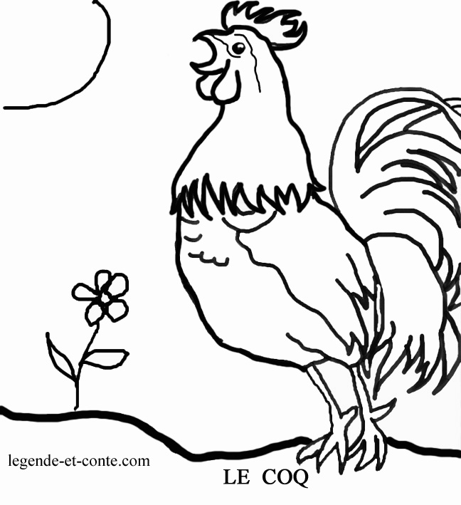 Gallo #4141