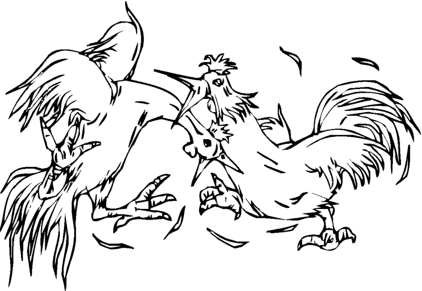 Gallo #4143