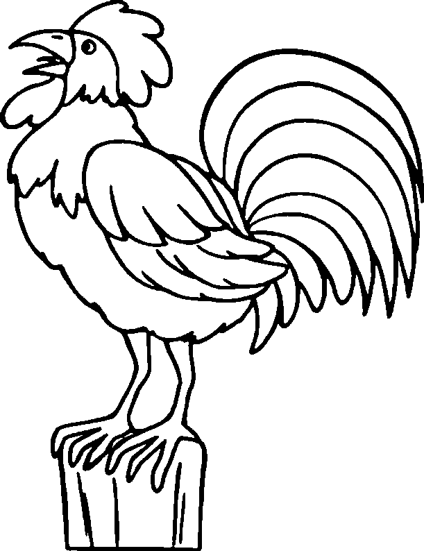 Gallo #4144