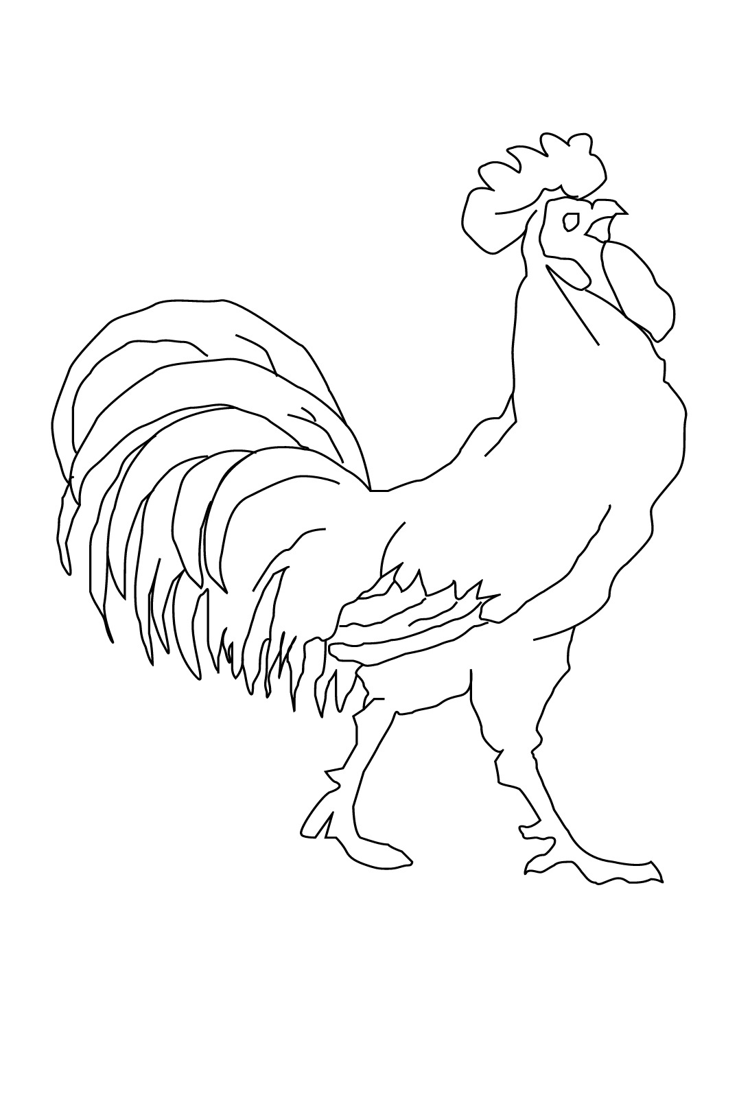 Gallo #4145