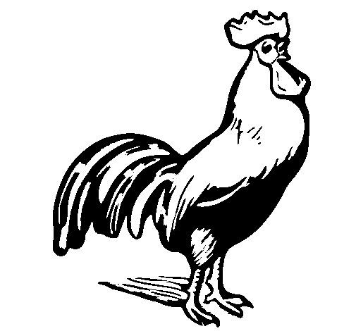 Gallo #4146