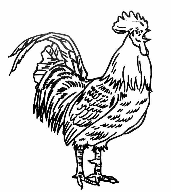 Gallo #4148