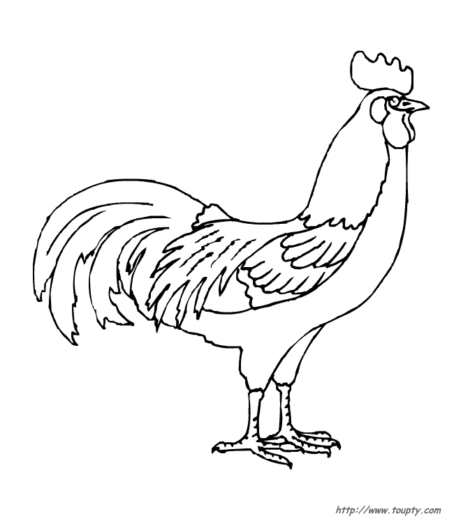 Gallo #4150