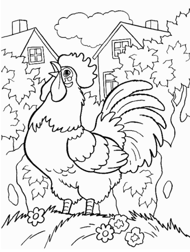Gallo #4151
