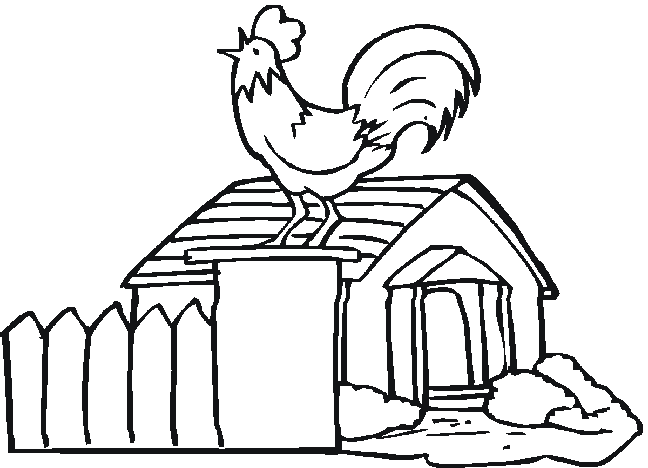 Gallo #4153
