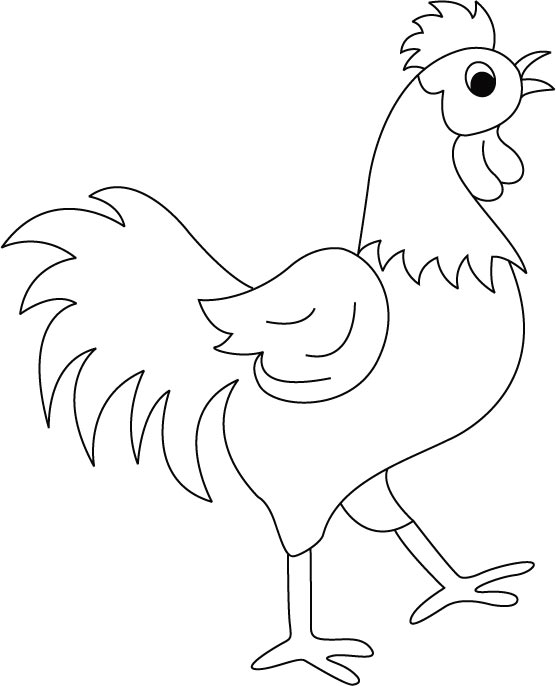 Gallo #4155