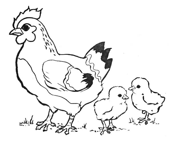 Gallo #4162