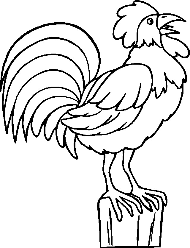 Gallo #4166
