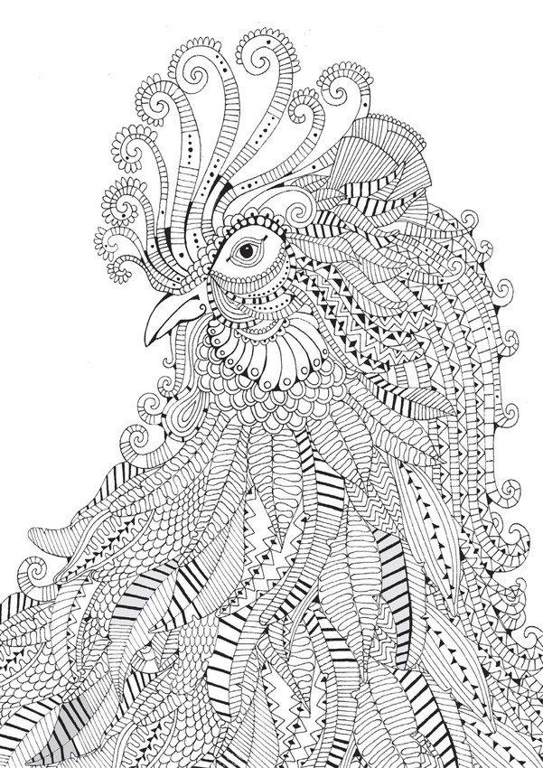 Gallo #4167