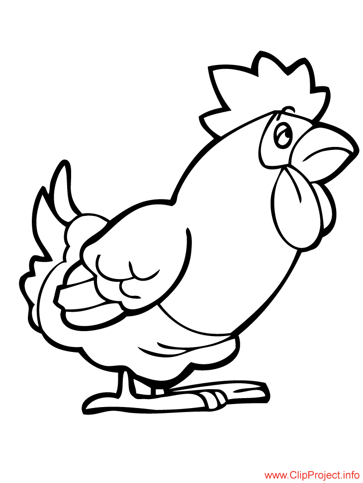 Gallo #4172