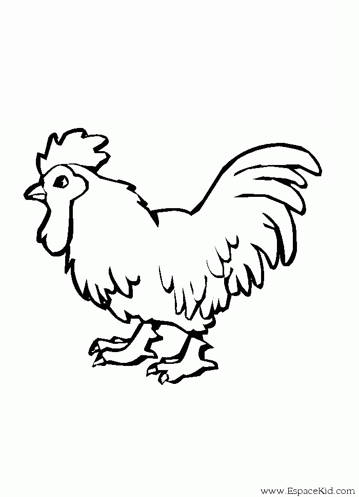 Gallo #4179
