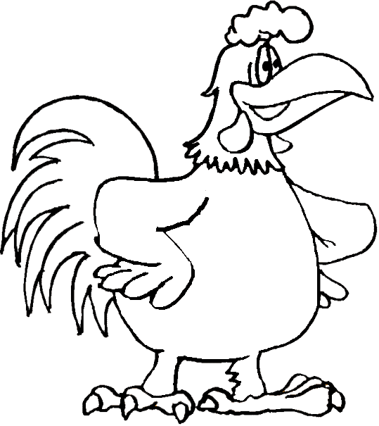 Gallo #4181