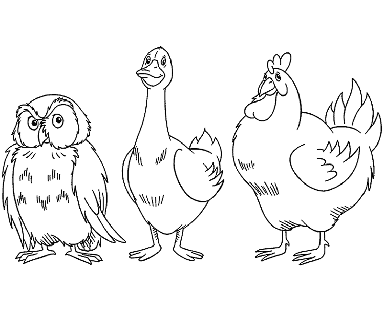 Gallo #4182