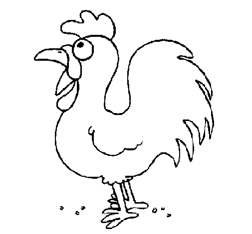 Gallo #4183