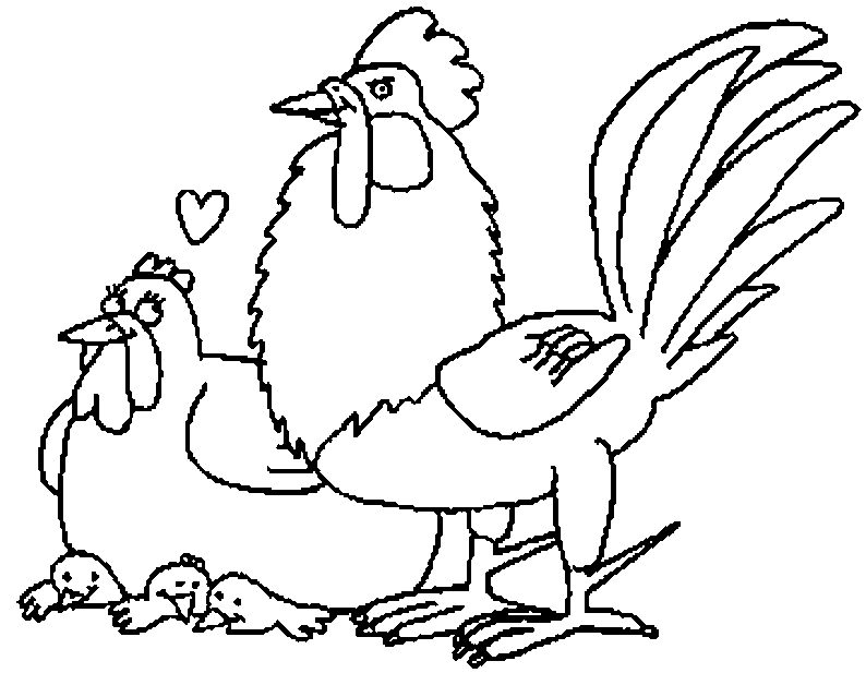 Gallo #4184